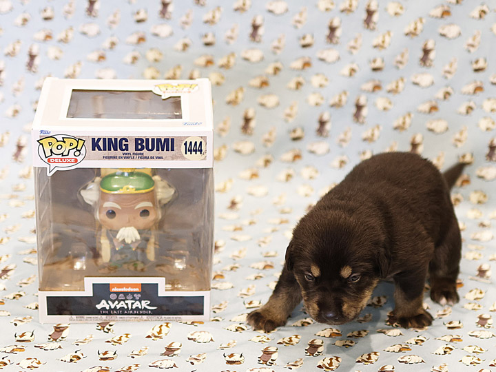 chinook puppy